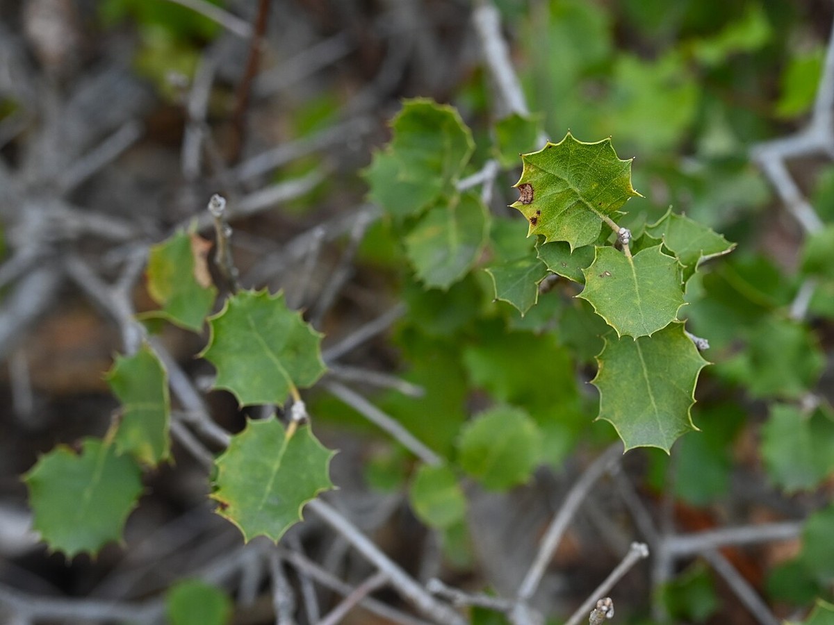 Palmer Oak (Quercus palmeri) - PlantNative.org Dense cluster of spiny Palmer oak (Quercus palmeri) leaves among bare twigs