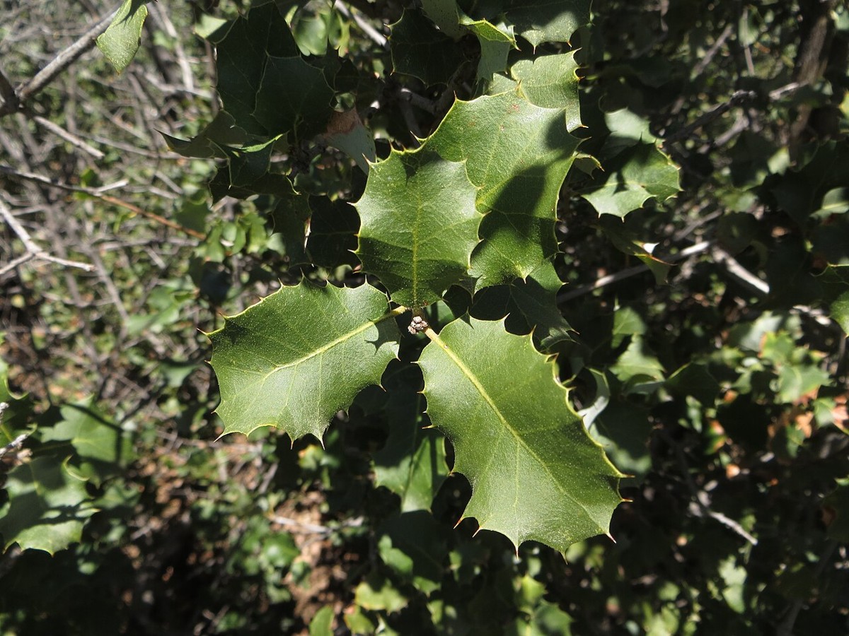 Palmer Oak (Quercus palmeri) - PlantNative.org Close-up of spiny, holly-like leaves of Palmer oak (Quercus palmeri)