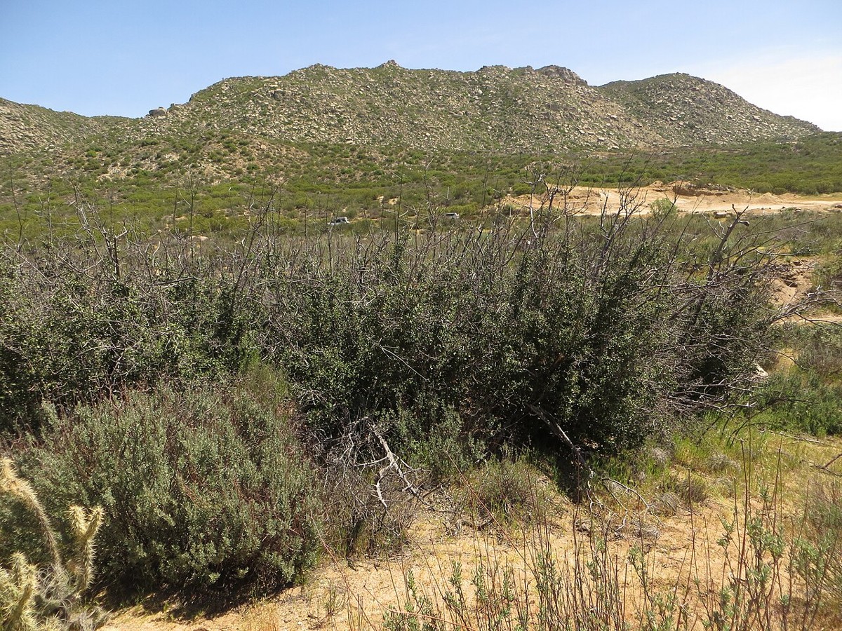 Palmer Oak (Quercus palmeri) - PlantNative.org Wild Palmer oak (Quercus palmeri) thicket growing among rocky desert chaparral hills in Baja California