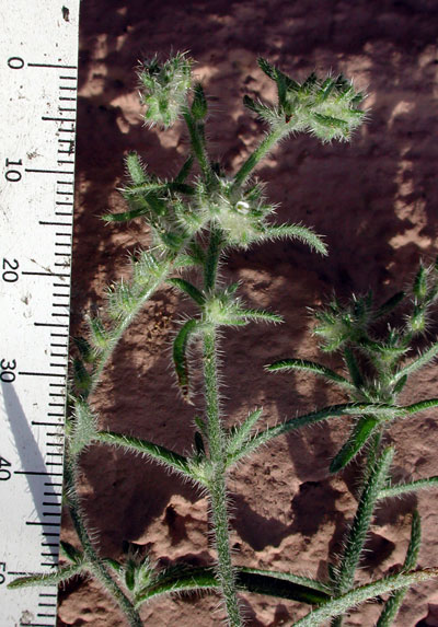 Close-up of Panamint cryptantha (Cryptantha angustifolia) stems and buds showing the stiff bristly hairs along the stems and flower clusters