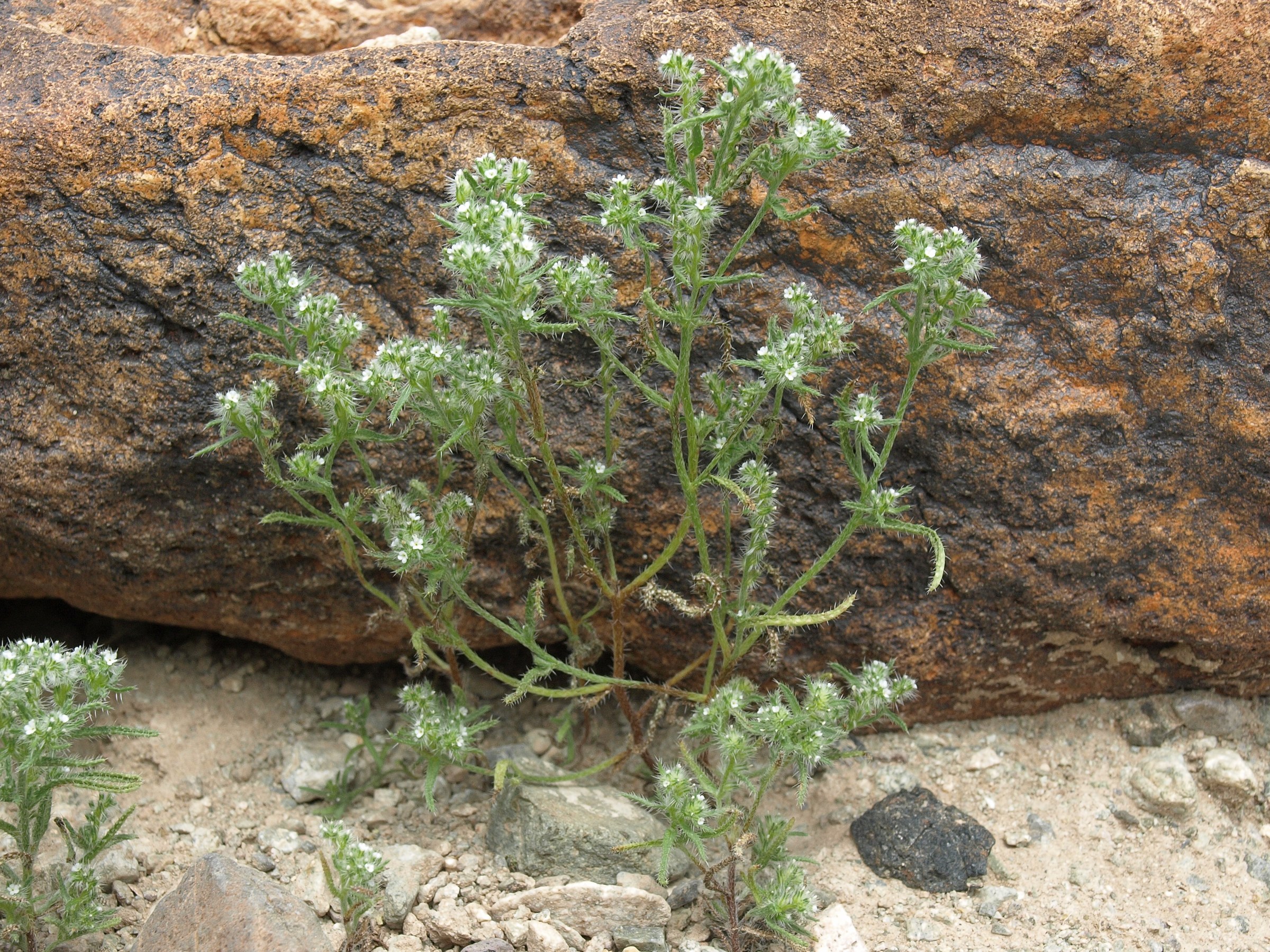 Panamint cryptantha (Cryptantha angustifolia) plant in bloom with small white flowers growing beside a desert boulder