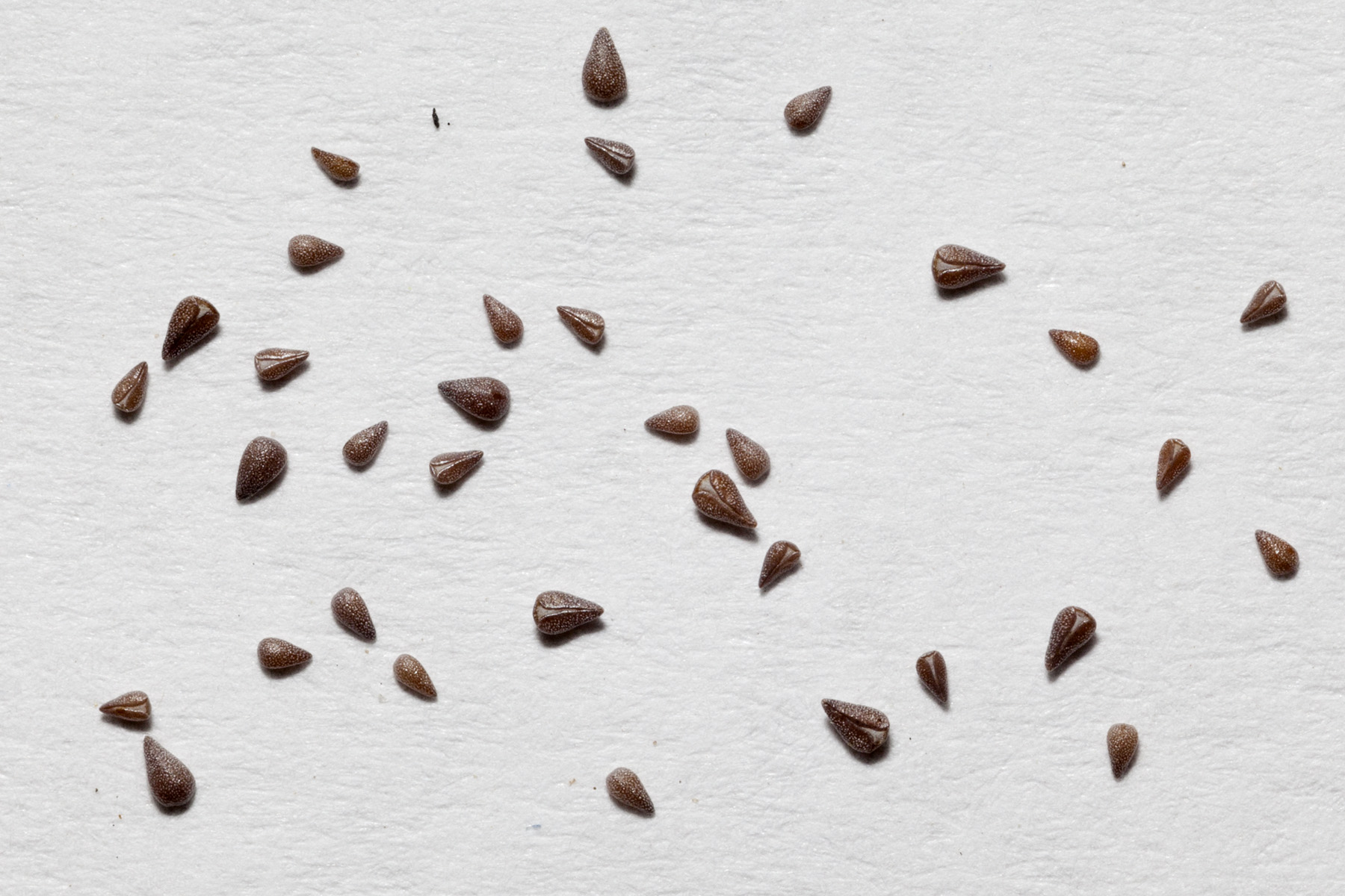 Small brown teardrop-shaped nutlets (seeds) of Panamint cryptantha (Cryptantha angustifolia) scattered on a white background