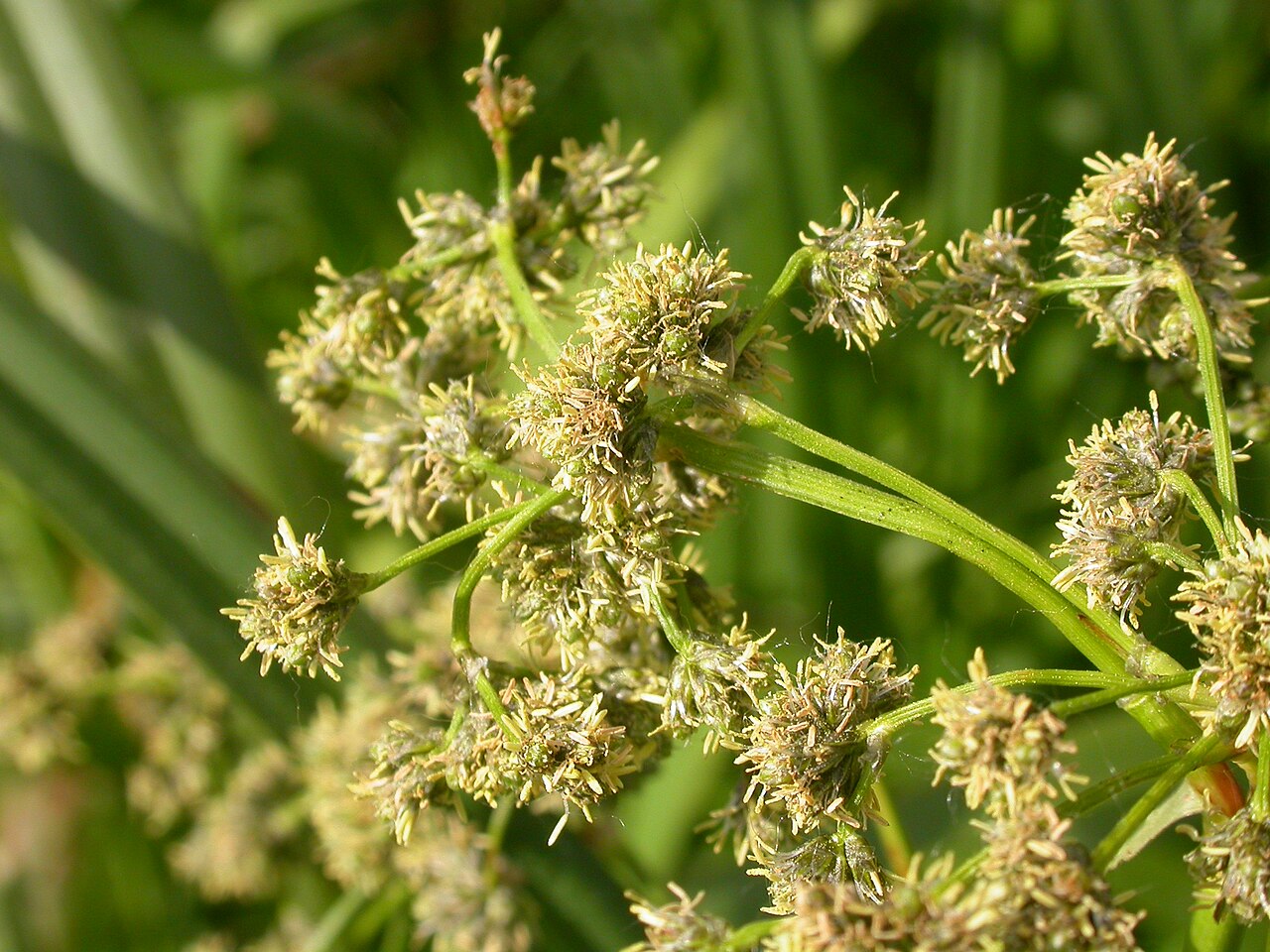 Panicled Bulrush (Scirpus microcarpus) - PlantNative.org Close-up of panicled bulrush (Scirpus microcarpus) spikelet clusters on branching stems