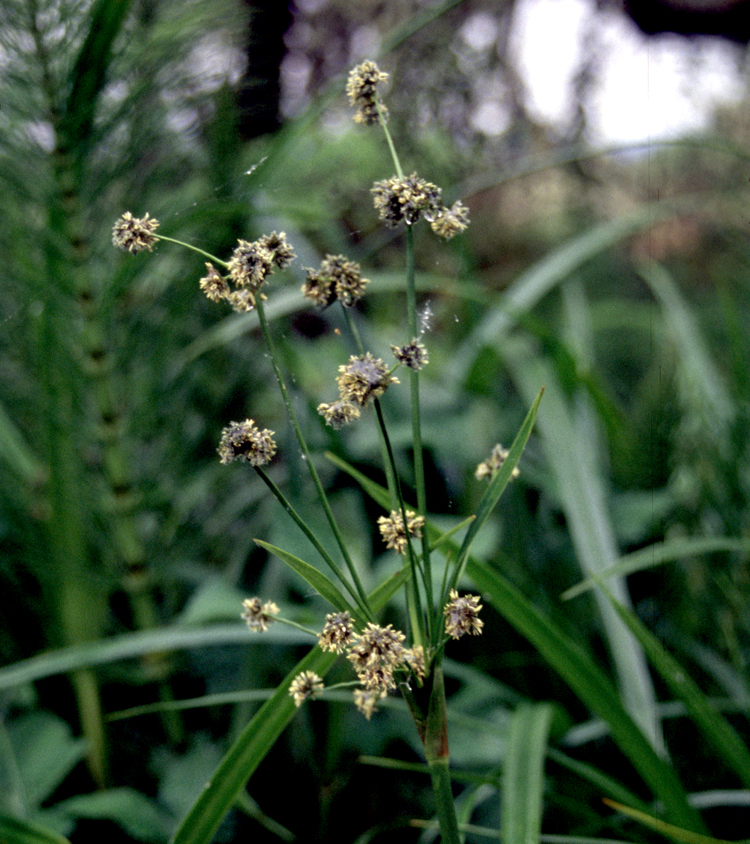 Panicled Bulrush (Scirpus microcarpus) - PlantNative.org Panicled bulrush (Scirpus microcarpus) pale smooth achene seeds shown in a row, an identification feature of the species