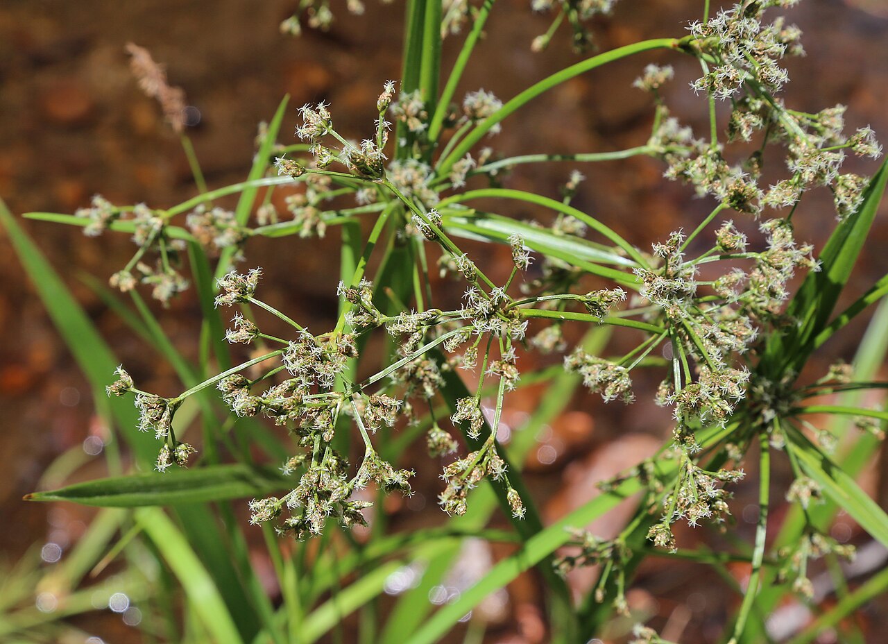 Panicled Bulrush (Scirpus microcarpus) - PlantNative.org Panicled bulrush (Scirpus microcarpus) showing its branching flower cluster with many small spikelets above grasslike leaves