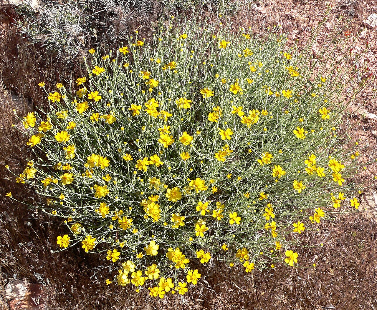 Paper Flower (Psilostrophe cooperi) shrub covered in bright yellow daisy-like flowers growing on a rocky desert slope