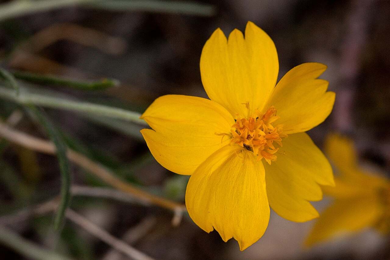 Close-up of a Paper Flower (Psilostrophe cooperi) bloom showing broad notched yellow ray florets around a cluster of tubular disc florets