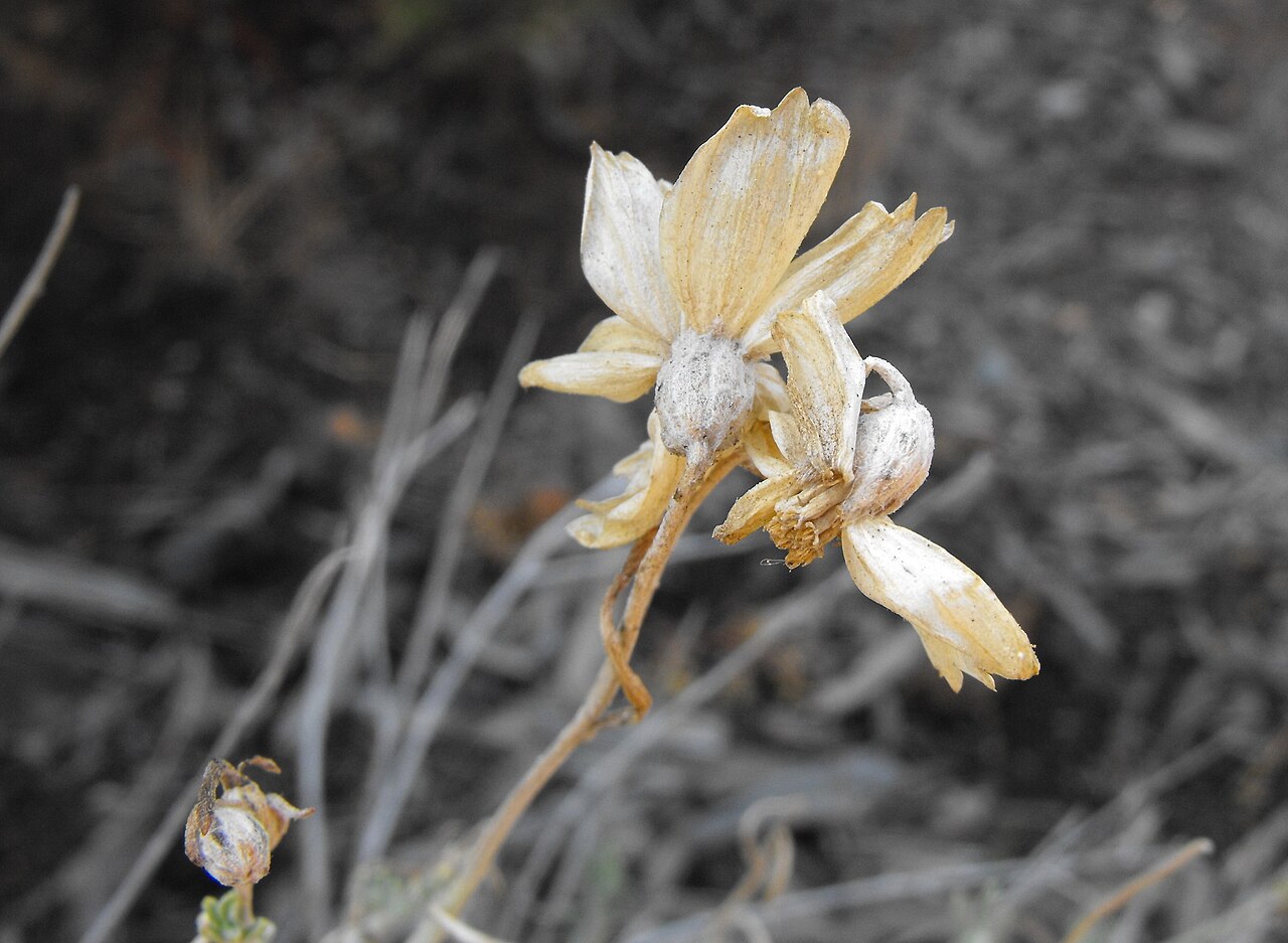 Dried, papery flower heads of Paper Flower (Psilostrophe cooperi) persisting on the plant after bloom