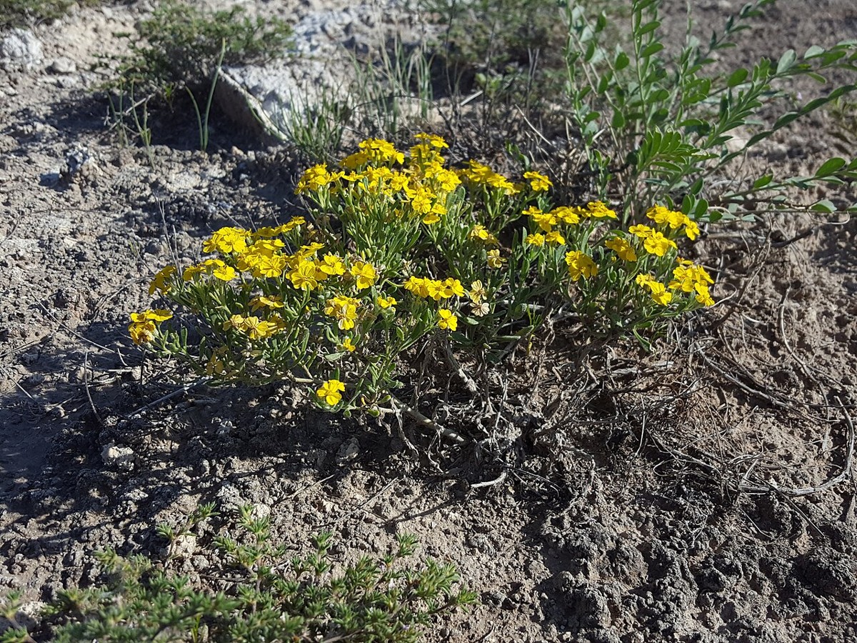 Paperflower (Psilostrophe tagetina) - PlantNative.org A full mounding clump of Paperflower (Psilostrophe tagetina) growing in gravelly desert soil
