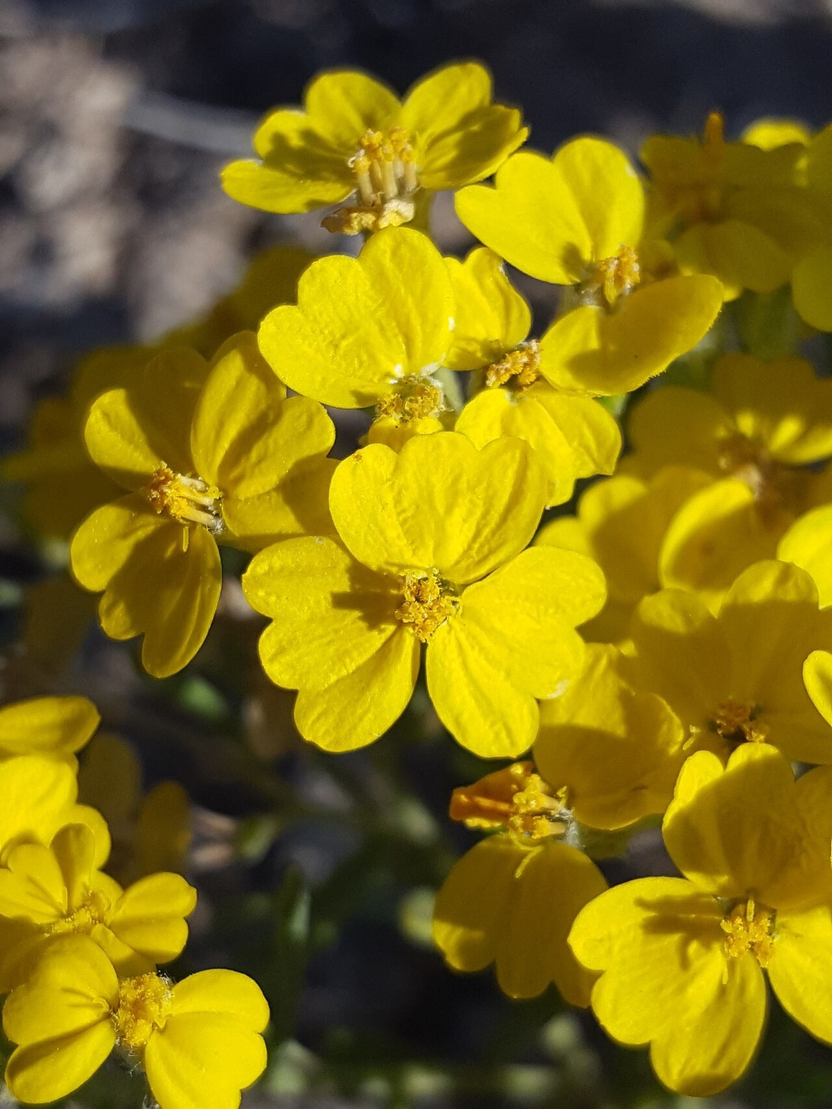 Paperflower (Psilostrophe tagetina) - PlantNative.org Paperflower (Psilostrophe tagetina) with clusters of bright golden-yellow papery flowers