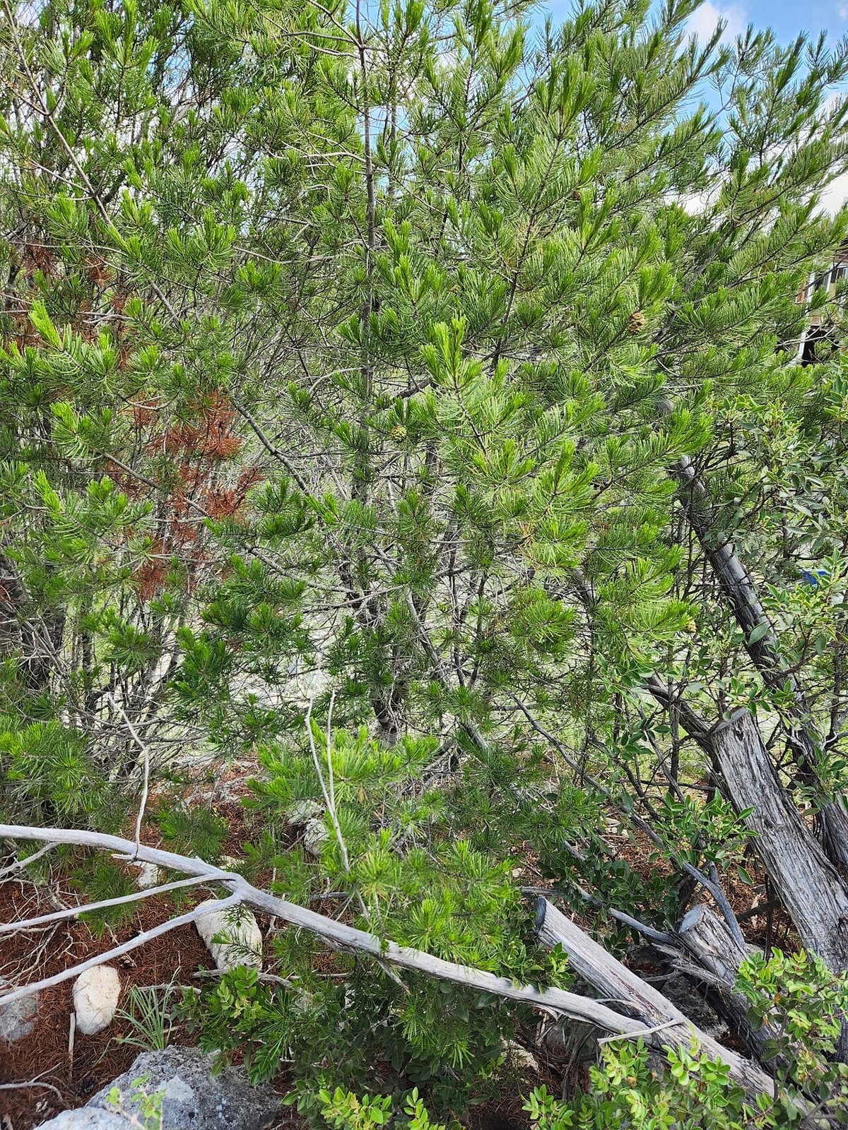 Papershell Pinyon (Pinus remota) - PlantNative.org Papershell Pinyon (Pinus remota) growing among junipers on a rocky limestone slope on the Edwards Plateau, Texas