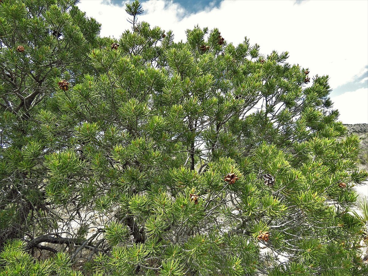 Papershell Pinyon (Pinus remota) - PlantNative.org Papershell Pinyon (Pinus remota) small multi-stemmed pine tree with dense gray-green needles and scattered small cones