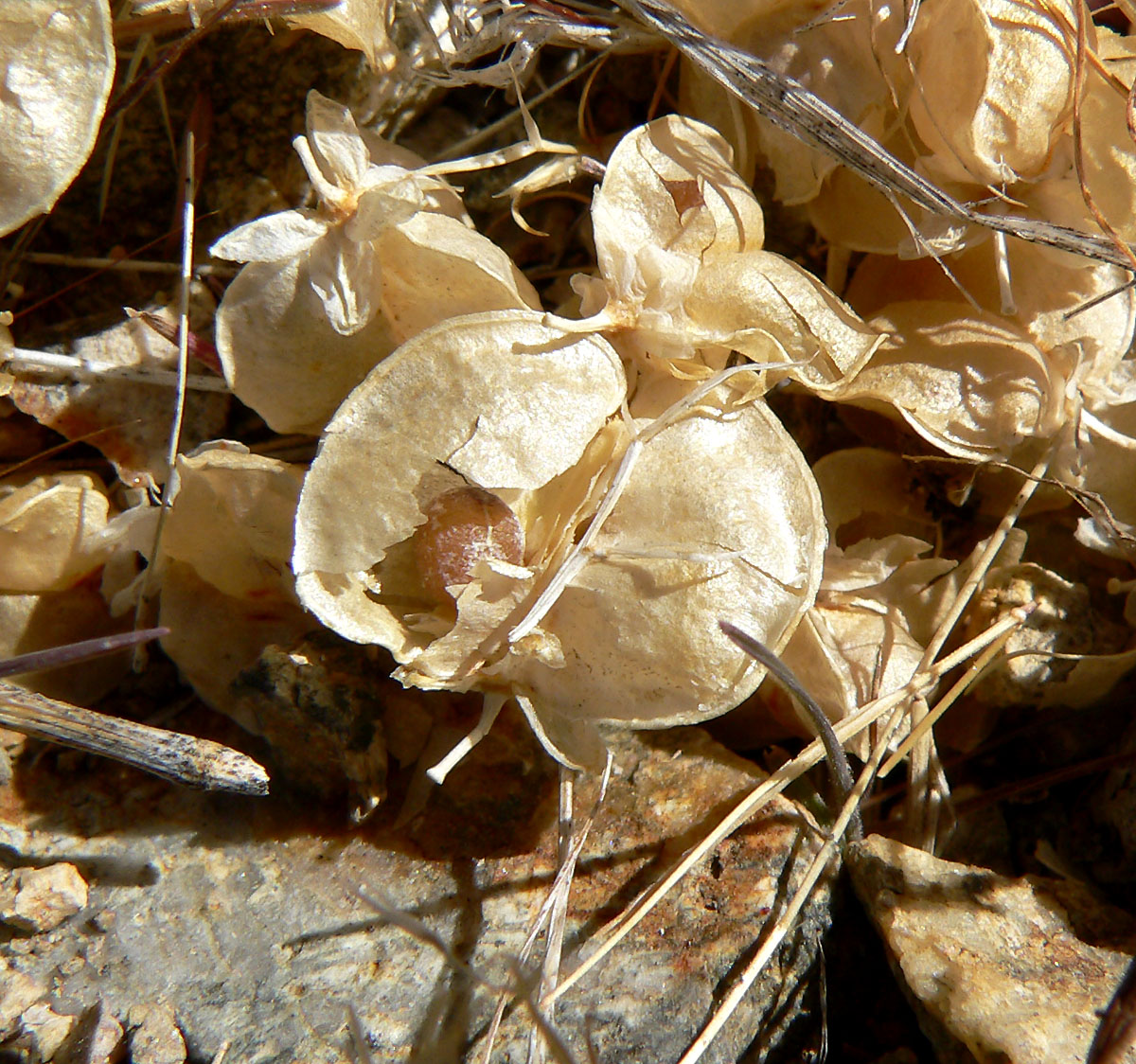 Close-up of dry, papery seed capsules of Parry's nolina (Nolina parryi) on the ground