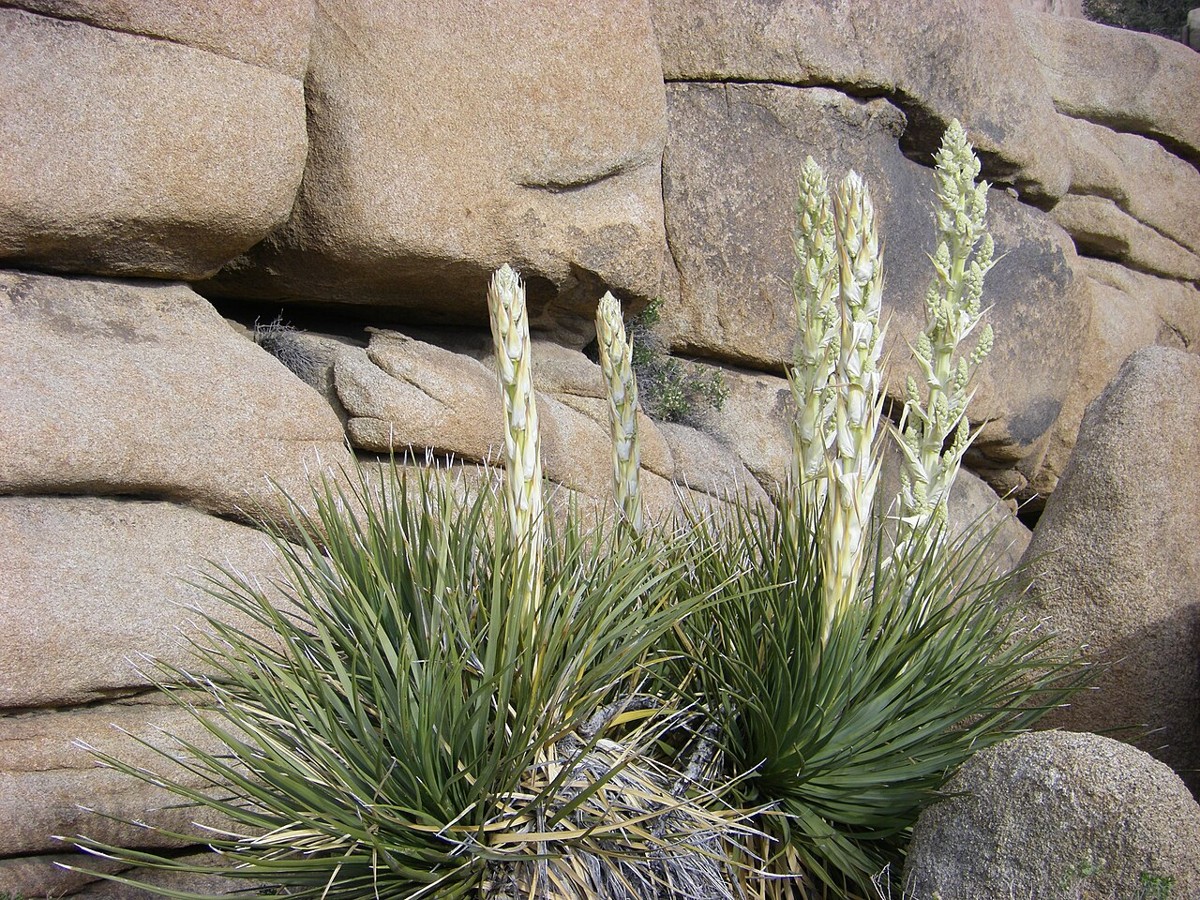 Rosettes of Parry's nolina (Nolina parryi) with tall flower spikes growing among granite boulders in Joshua Tree National Park
