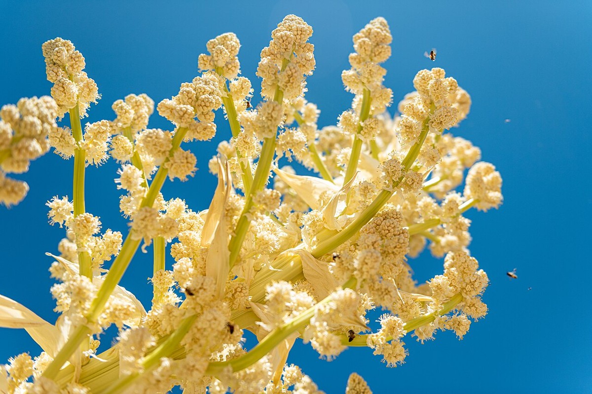 Tall cream-colored flower spikes of Parry's nolina (Nolina parryi) against a blue sky, with small bees visiting the blooms