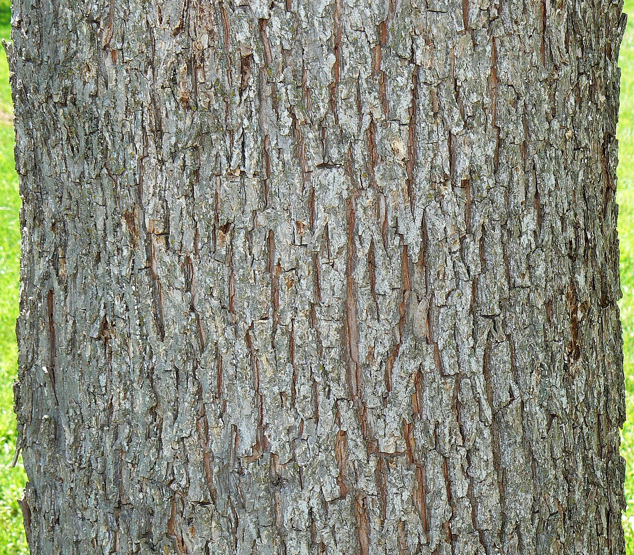 Pecan (Carya illinoinensis) - PlantNative.org Gray, rough, interlacing ridged bark of a mature pecan (Carya illinoinensis) trunk
