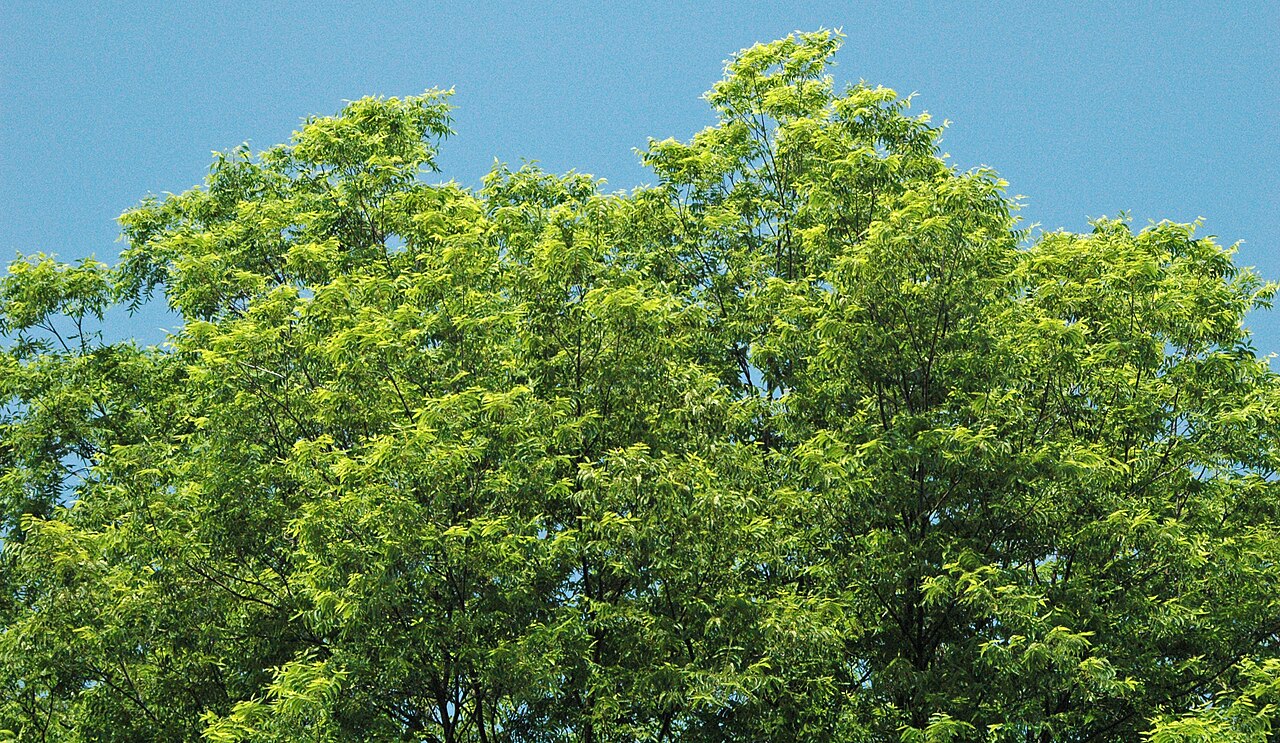Pecan (Carya illinoinensis) - PlantNative.org Crown of a mature pecan tree (Carya illinoinensis) showing dense pinnately compound foliage against blue sky