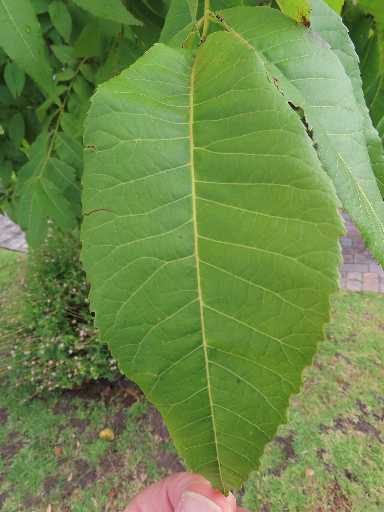 Pecan (Carya illinoinensis) - PlantNative.org Close-up of a pecan (Carya illinoinensis) leaflet showing the prominent midrib and fine parallel veins used for identification