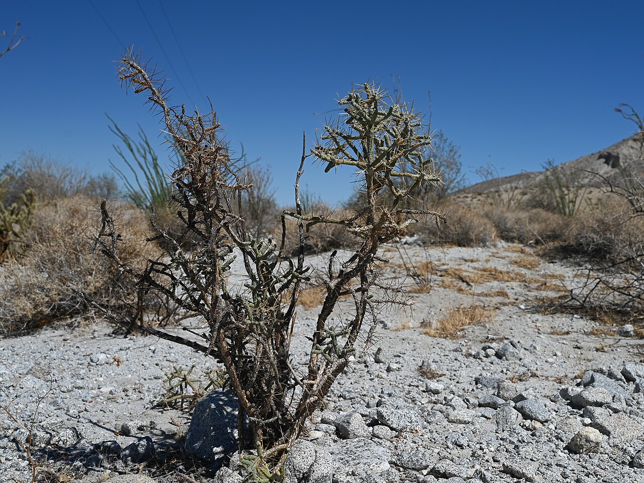 Pencil Cholla (Cylindropuntia ramosissima) growing in a gravelly desert wash with ocotillo in the background, Anza-Borrego Desert State Park, California