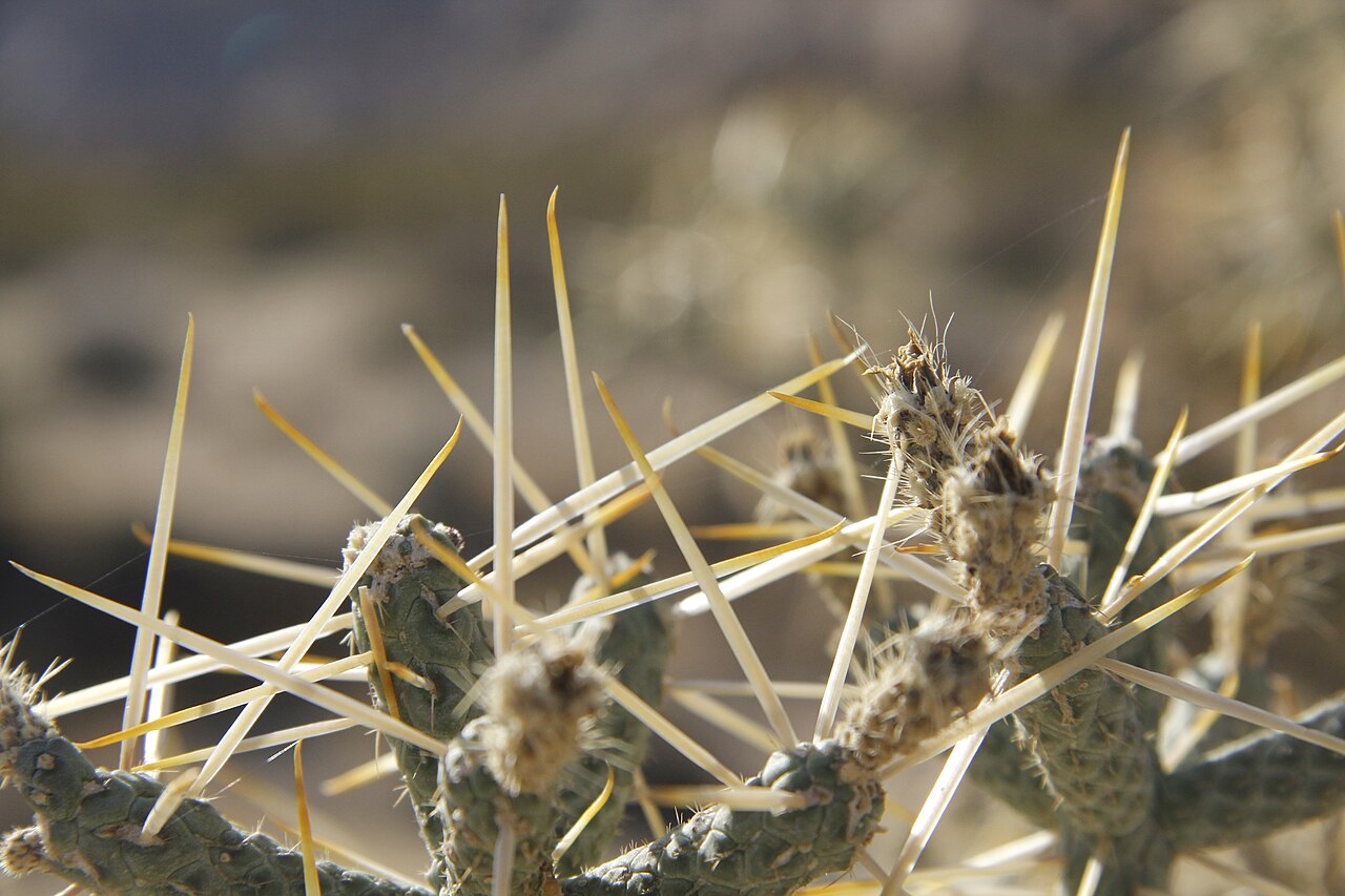 Close-up of long straw-yellow spines on Pencil Cholla (Cylindropuntia ramosissima) stem segments, Indian Cove Campground, Joshua Tree National Park