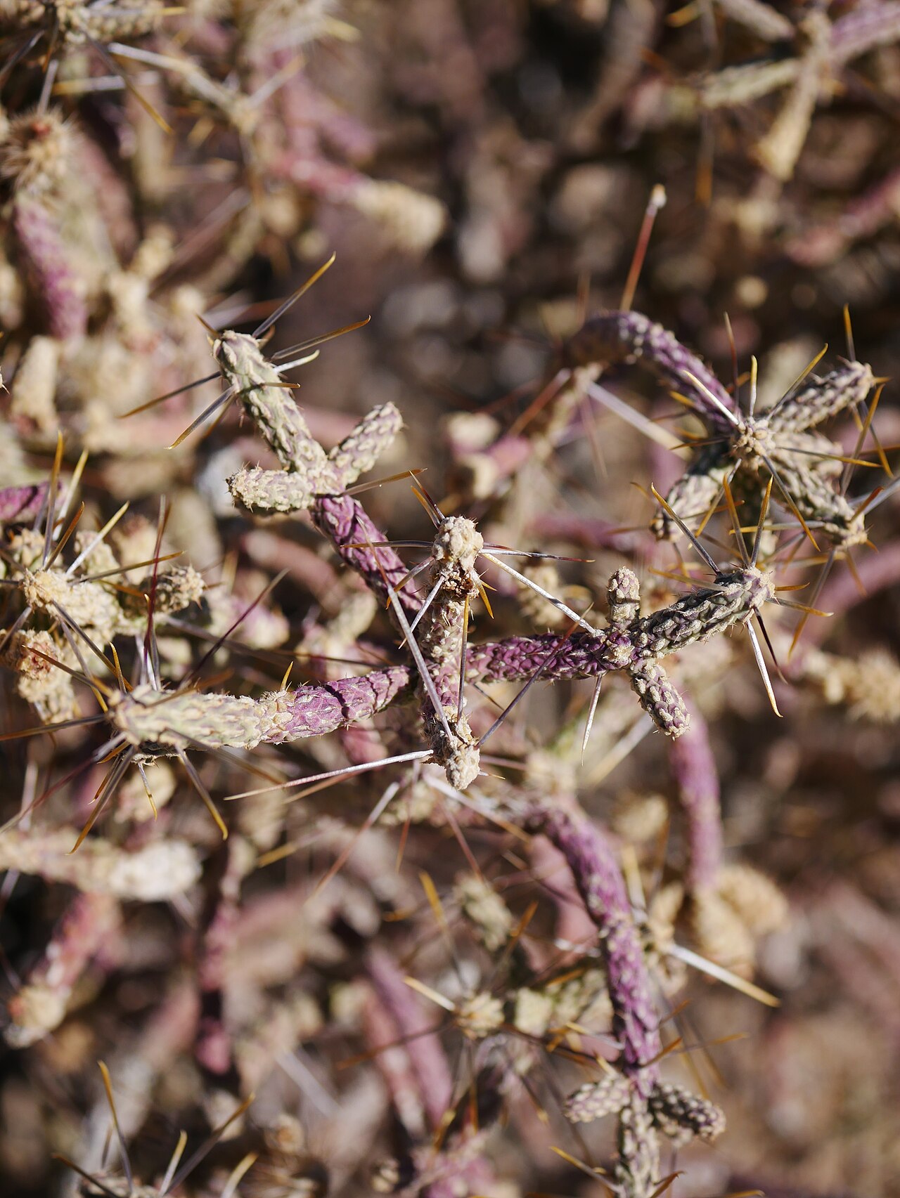 Close-up of purplish segmented stems and long spines on Pencil Cholla (Cylindropuntia ramosissima), Riverside County, California
