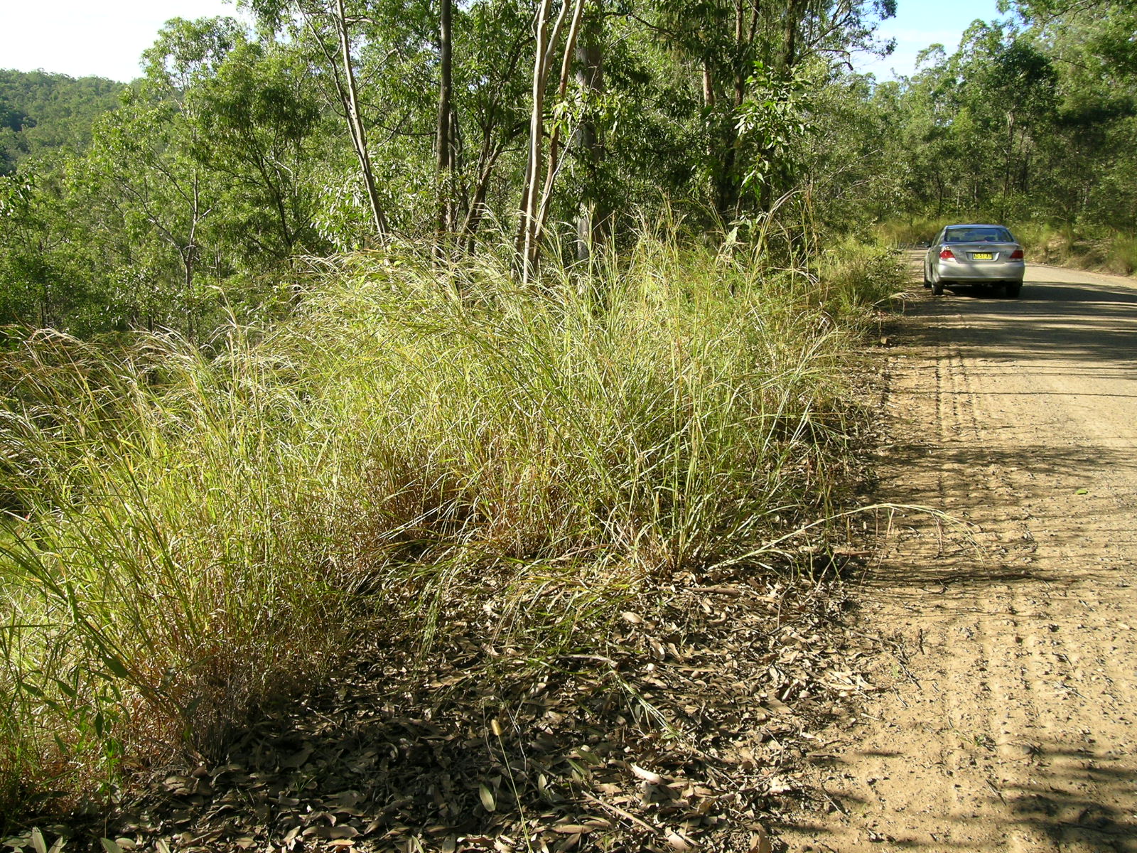 Pili Grass (Heteropogon contortus) - PlantNative.org Large clump of pili grass (Heteropogon contortus) growing in open woodland habitat
