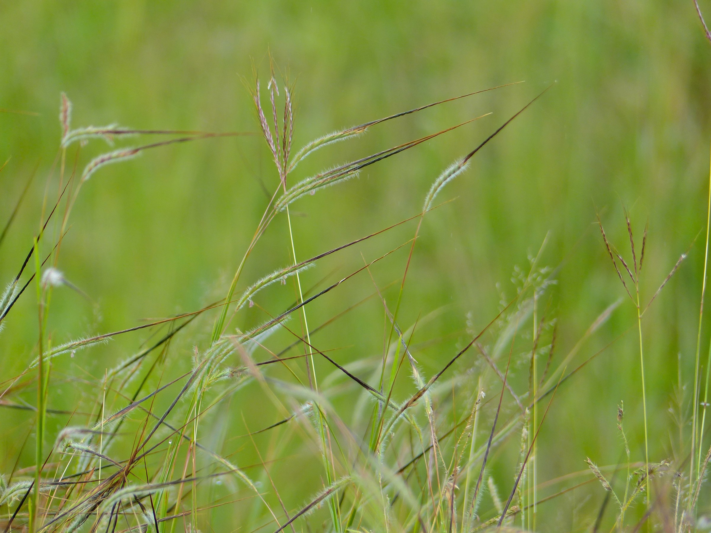 Pili Grass (Heteropogon contortus) - PlantNative.org Backlit twisted dark awns of pili grass (Heteropogon contortus) seedheads glowing against green background