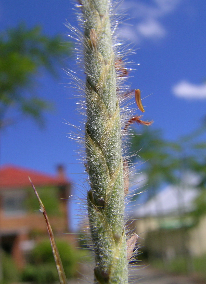 Pili Grass (Heteropogon contortus) - PlantNative.org Close-up of hairy, bearded pili grass (Heteropogon contortus) spikelet with fine silvery hairs
