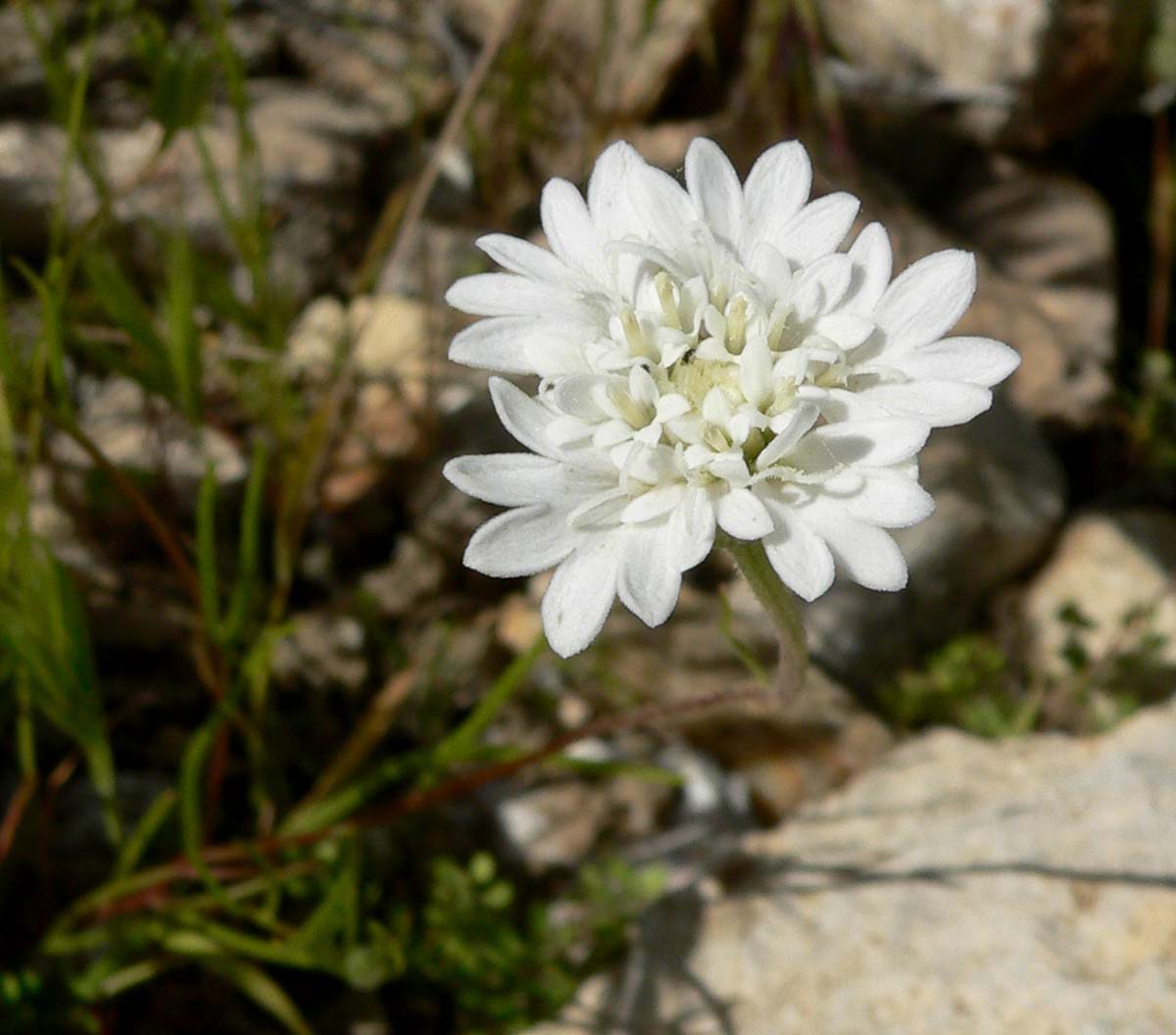 Pincushion Flower (Chaenactis fremontii) - PlantNative.org Close-up of a pincushion flower (Chaenactis fremontii) bloom showing its rounded cluster of white florets in Palm Canyon, California