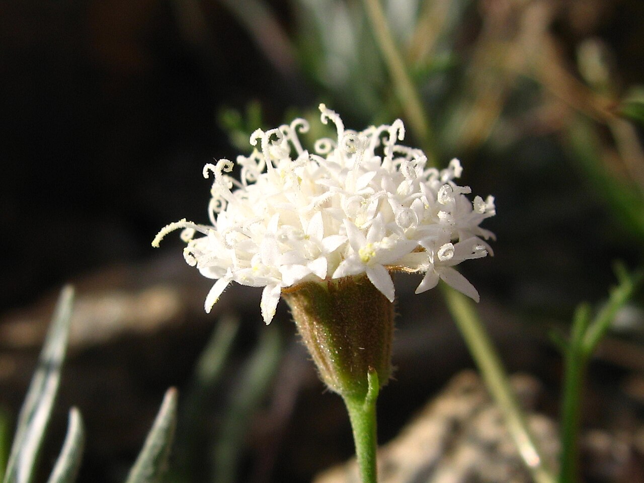 Pincushion Flower (Chaenactis fremontii) - PlantNative.org Pincushion flower (Chaenactis fremontii) close-up showing its rounded head of curling white tubular florets