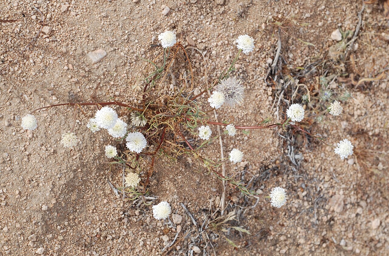 Pincushion Flower (Chaenactis fremontii) - PlantNative.org Pincushion flower (Chaenactis fremontii) plants sprawling across bare desert sand in Joshua Tree National Park