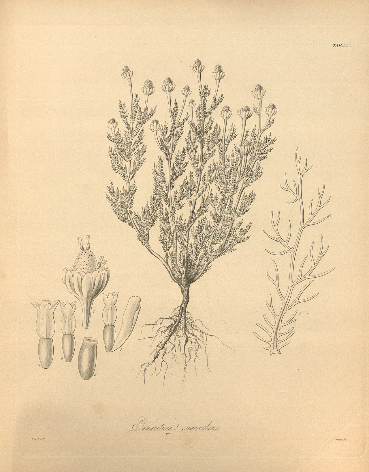 Historical botanical illustration of Pineapple Weed (Matricaria discoidea) showing whole plant, roots, florets, and seed detail