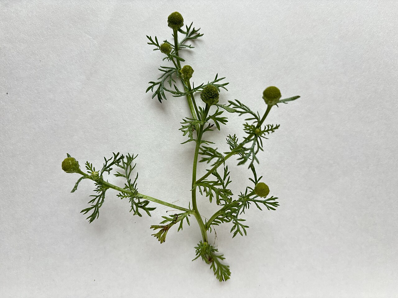 Whole Pineapple Weed (Matricaria discoidea) plant with finely divided, fern-like leaves and several cone-shaped yellow-green flower heads