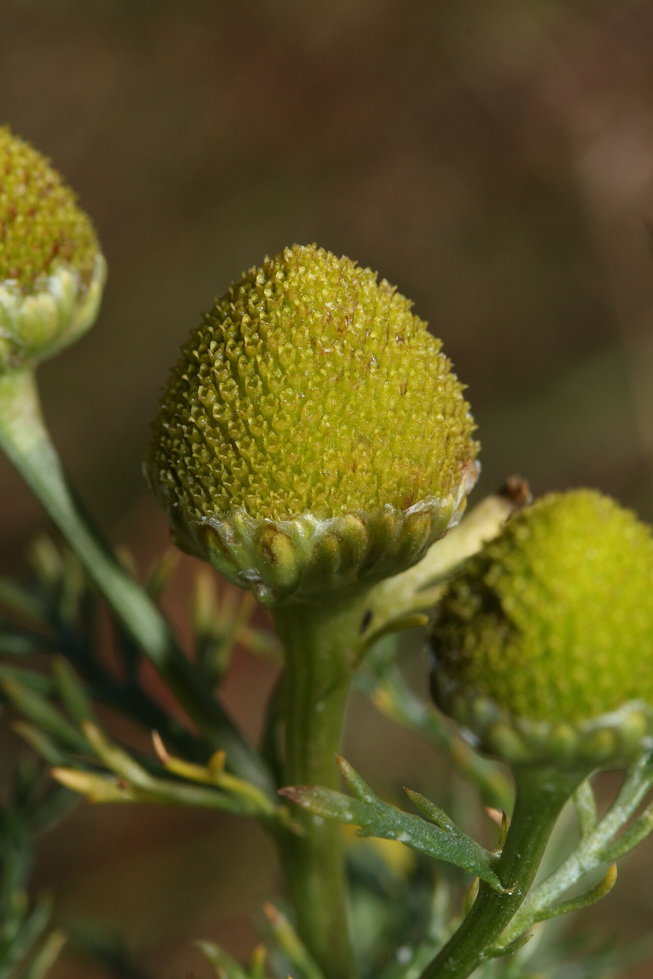 Close-up of cone-shaped yellow-green flower heads of Pineapple Weed (Matricaria discoidea), Skagit Wildlife Area, Washington