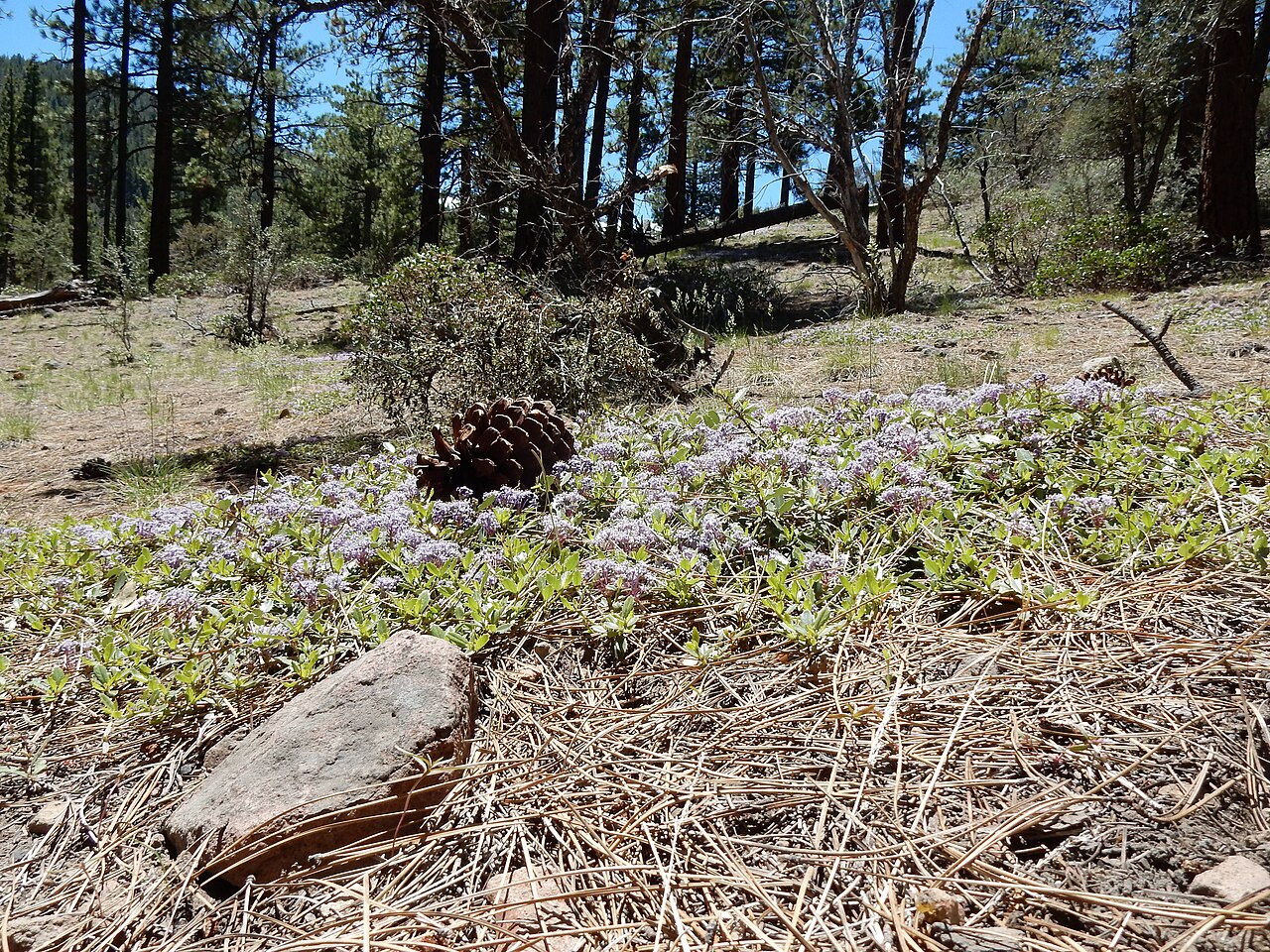 Pinemat (Ceanothus prostratus) flowering in pale blue clusters among pine needles and a fallen pine cone in dry conifer forest habitat
