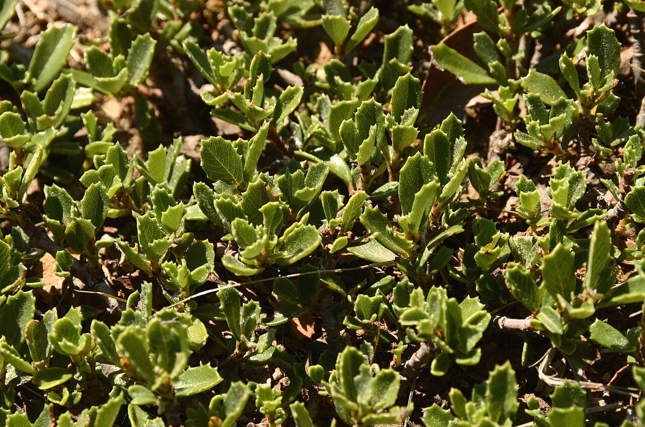Close-up of Pinemat (Ceanothus prostratus) spiny-toothed, holly-like evergreen leaves