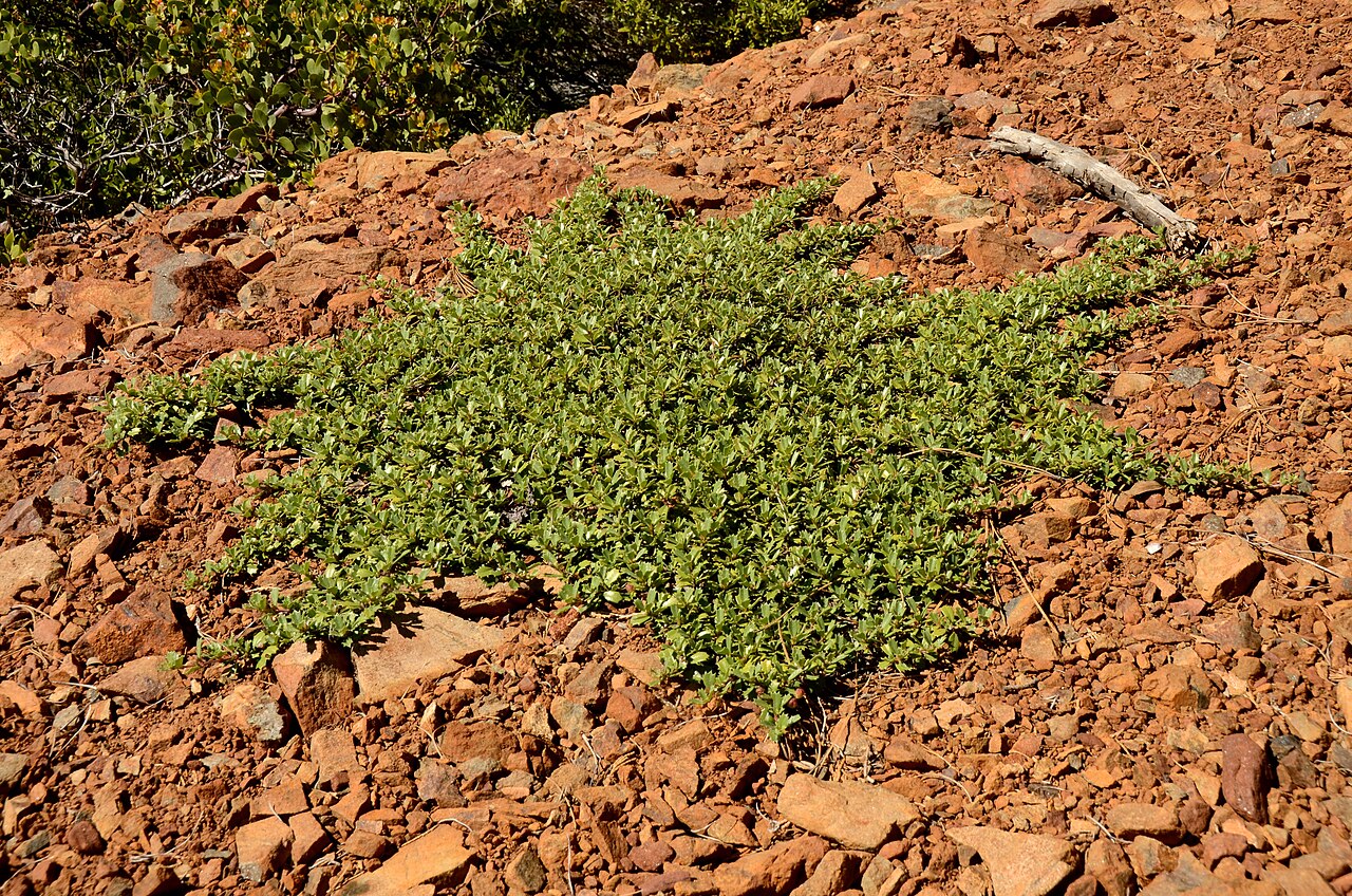 Pinemat (Ceanothus prostratus) forming a dense, flat mat of small holly-like leaves on rocky, open ground