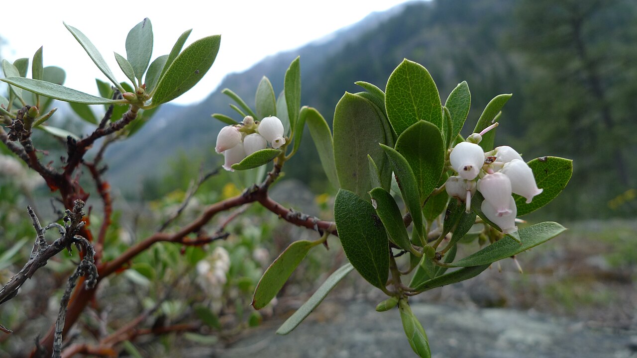 Pinemat Manzanita (Arctostaphylos nevadensis) - PlantNative.org Close-up of pinemat manzanita (Arctostaphylos nevadensis) showing white urn-shaped flower clusters and glossy oval leaves