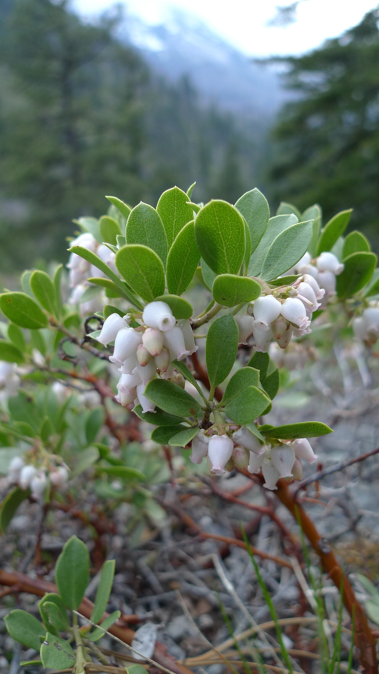 Pinemat Manzanita (Arctostaphylos nevadensis) - PlantNative.org Pinemat manzanita (Arctostaphylos nevadensis) low mounding shrub with clusters of white urn-shaped flowers and glossy green leaves, mountains in the background