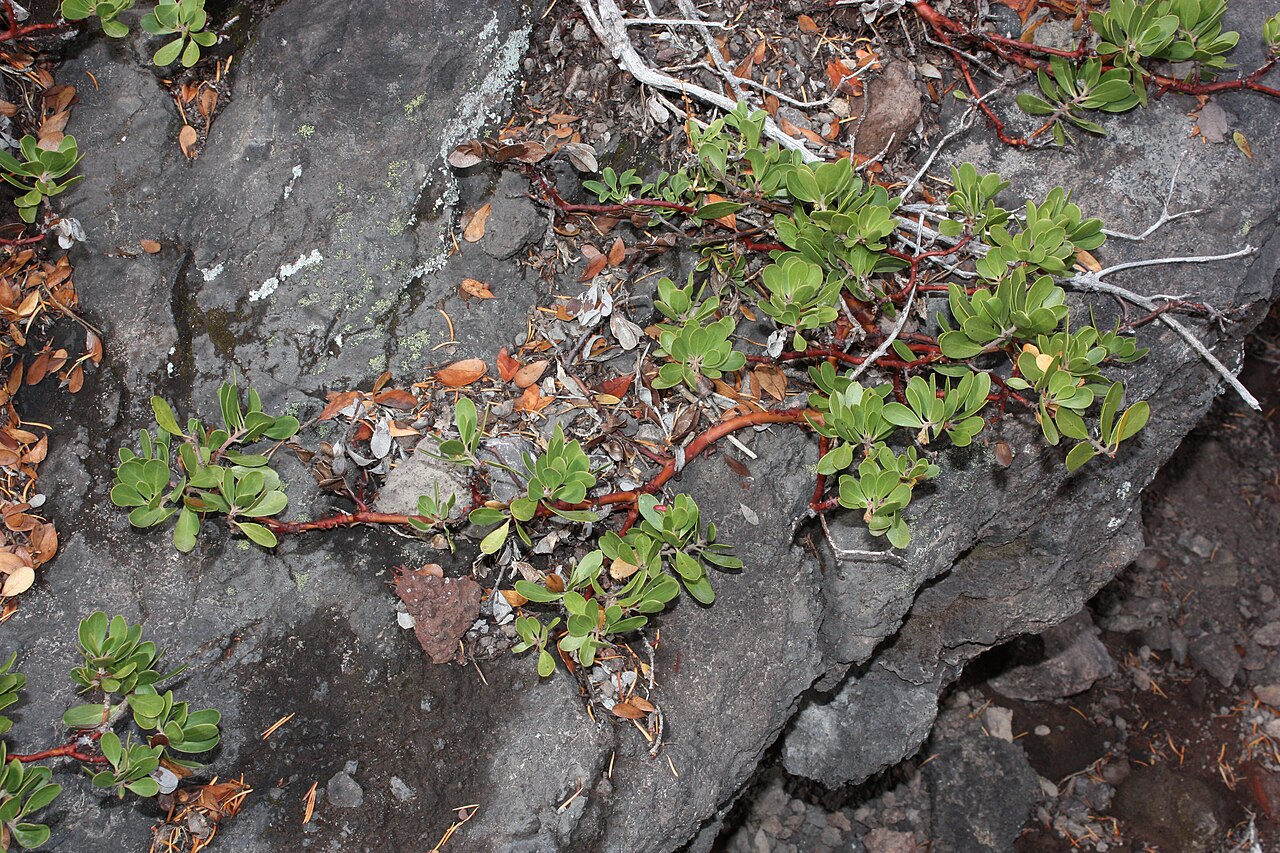 Pinemat Manzanita (Arctostaphylos nevadensis) - PlantNative.org Pinemat manzanita (Arctostaphylos nevadensis) trailing red stems and small leaves forming a dense mat across bare rock