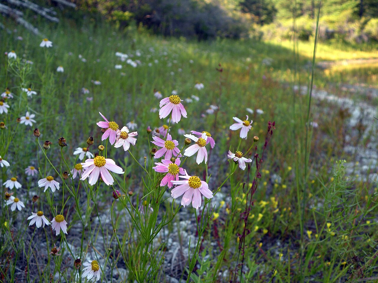 Pink Tickseed (Coreopsis rosea) - PlantNative.org Close-up of Pink Tickseed (Coreopsis rosea) flowers showing pale pink notched ray petals around a yellow disc center, growing in a Plymouth, Massachusetts coastal plain pond-shore meadow