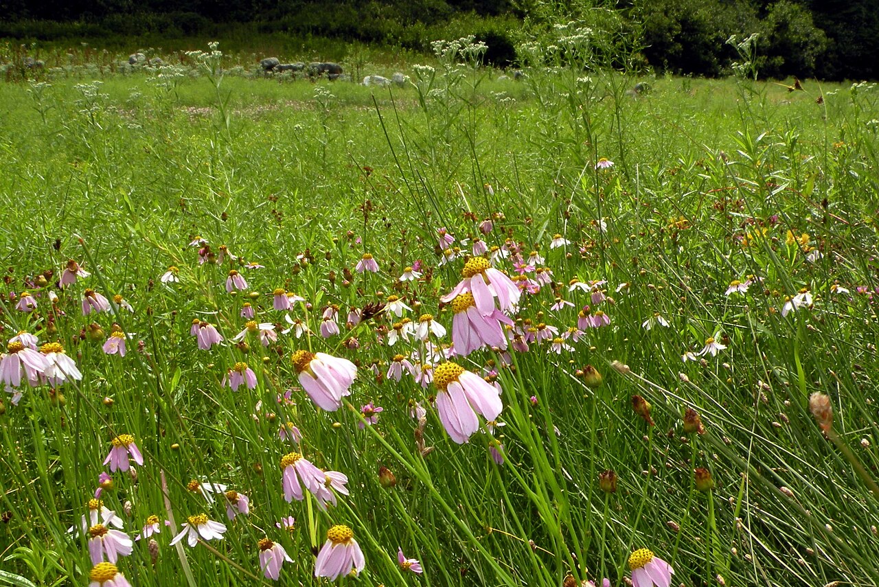 Pink Tickseed (Coreopsis rosea) - PlantNative.org A wet meadow habitat with drifts of Pink Tickseed (Coreopsis rosea) blooming among grasses and sedges on a sandy pondshore
