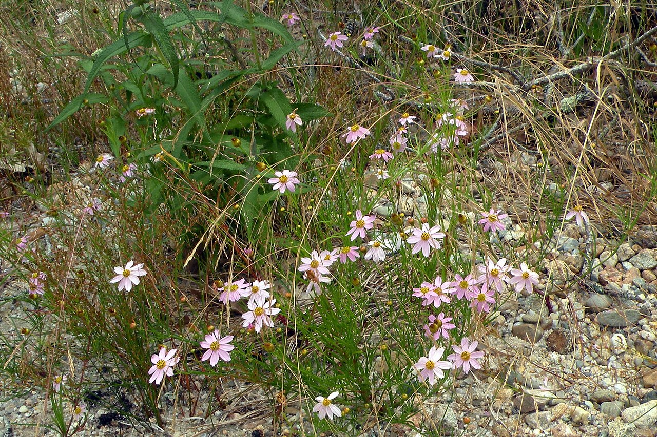 Pink Tickseed (Coreopsis rosea) - PlantNative.org Pink Tickseed (Coreopsis rosea) clumps blooming with pale pink daisy-like flowers on a sandy, gravelly pond shore in Brewster, Massachusetts