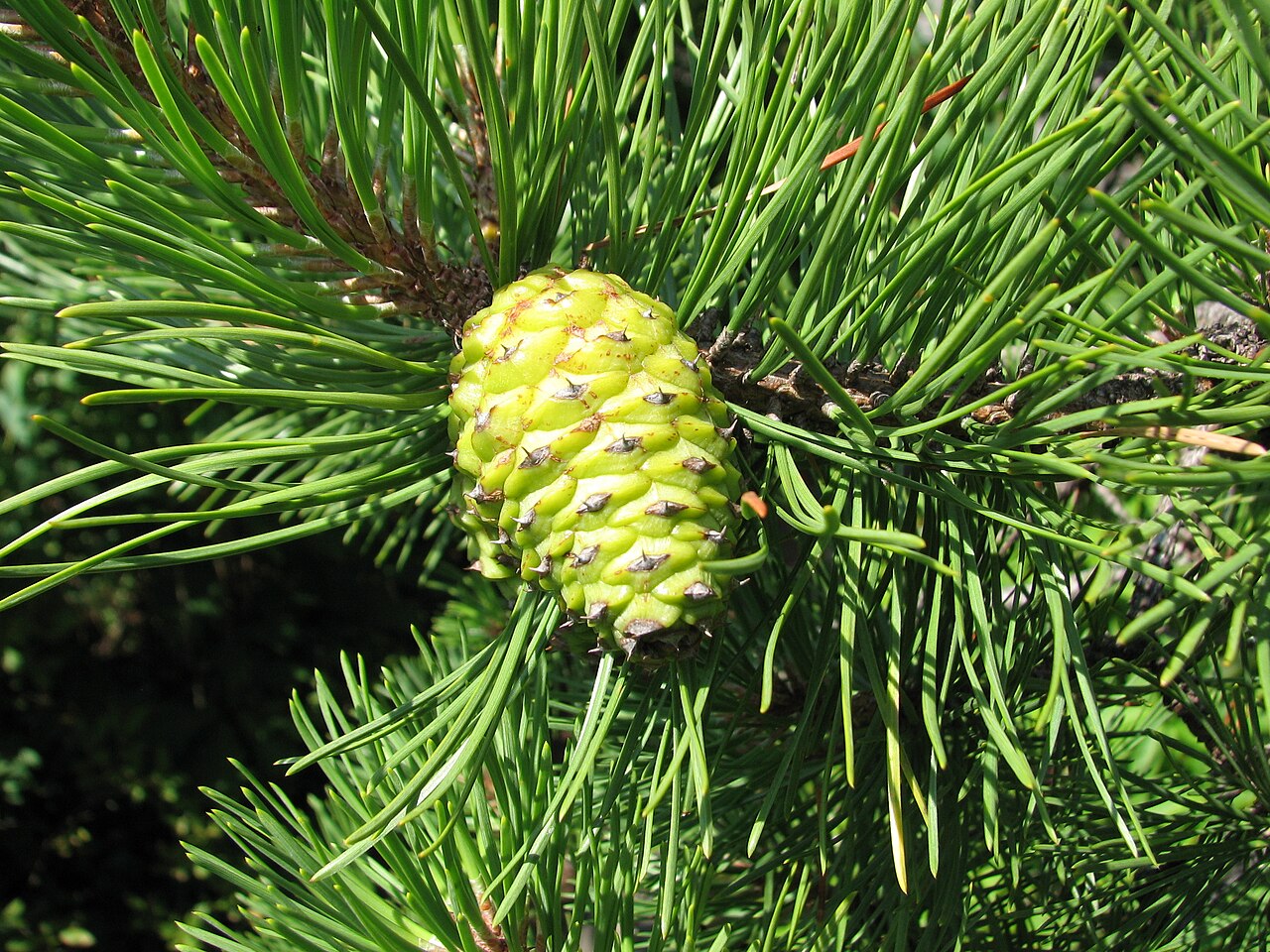 Close-up of an immature green Pitch Pine (Pinus rigida) cone surrounded by stiff three-needle bundles, photographed near Linville, North Carolina