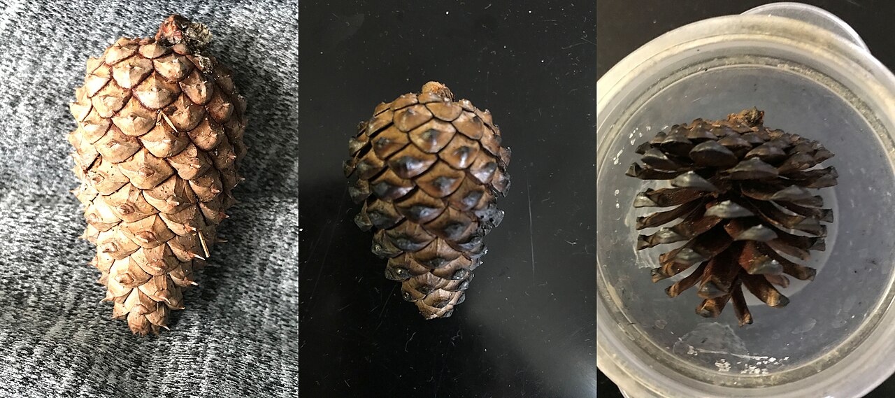 Pitch Pine (Pinus rigida) cones in progressive stages after fire exposure, showing the scales opening to release seed