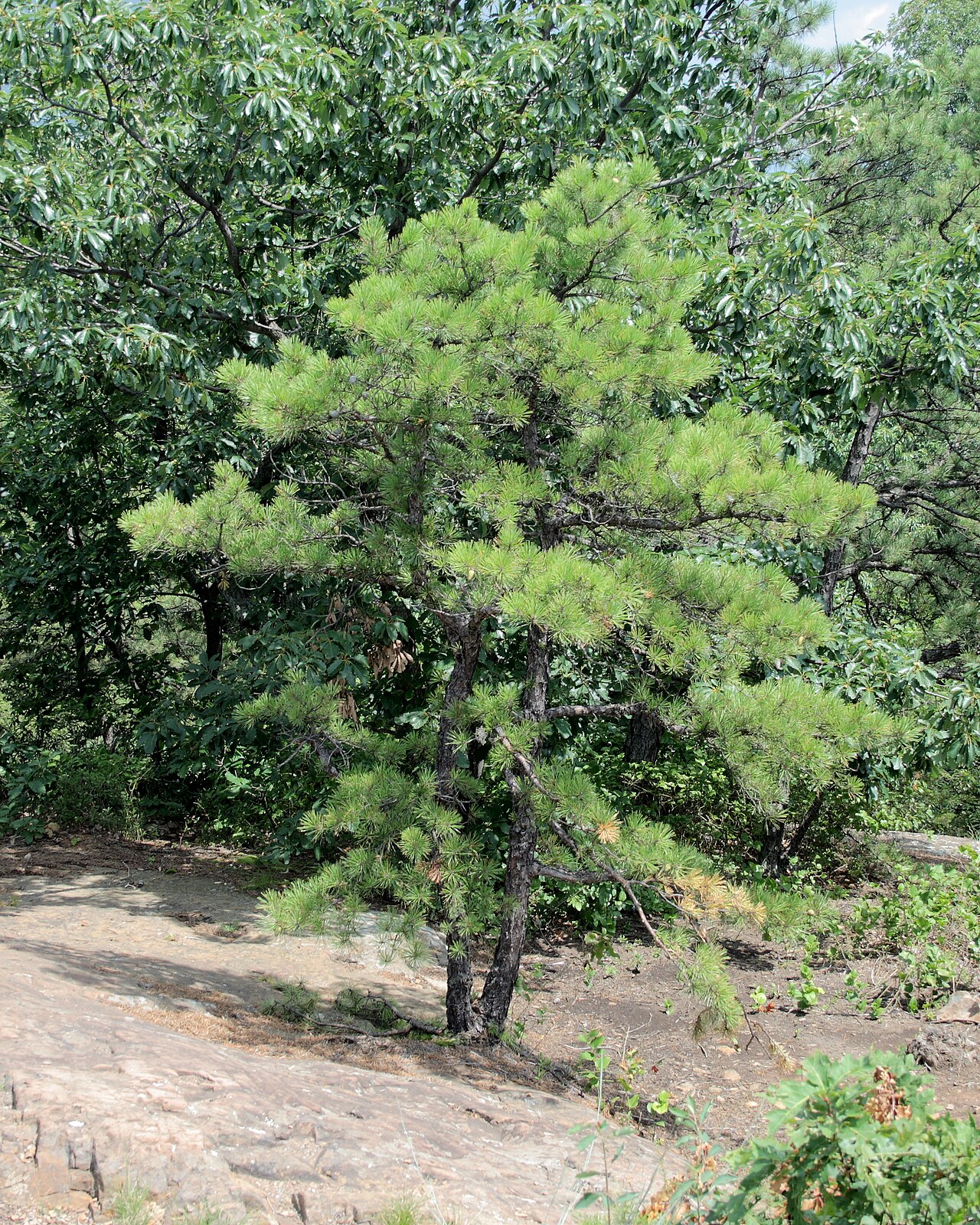 Pitch Pine (Pinus rigida) growing on exposed rock at Pinnacle Rock, Connecticut, showing its irregular, wind-sculpted crown