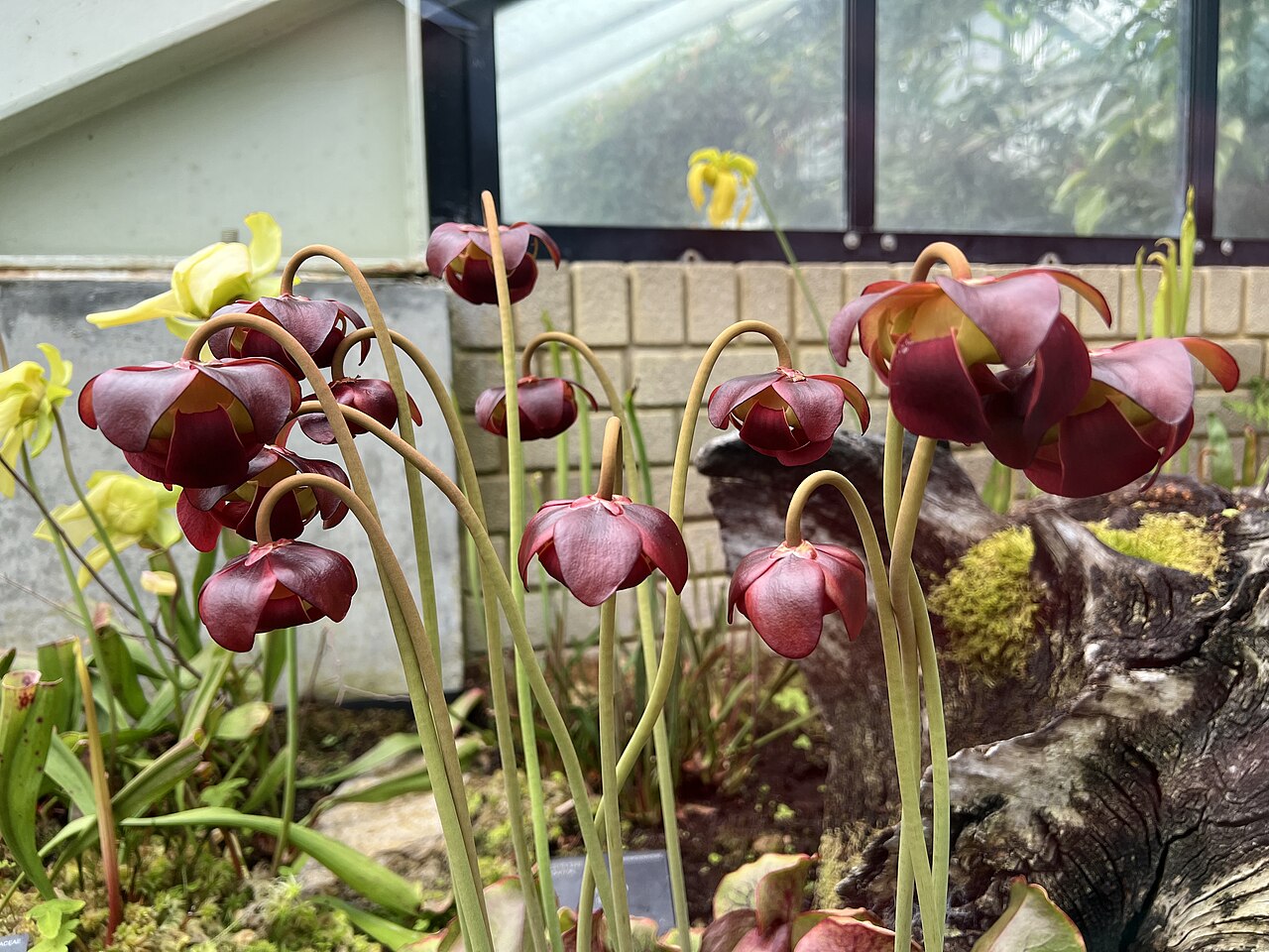 Purple Pitcher Plant (Sarracenia purpurea) - PlantNative.org Several cultivated Purple Pitcher Plant (Sarracenia purpurea) rosettes with pitchers and flowers growing together in a botanic garden bog bed
