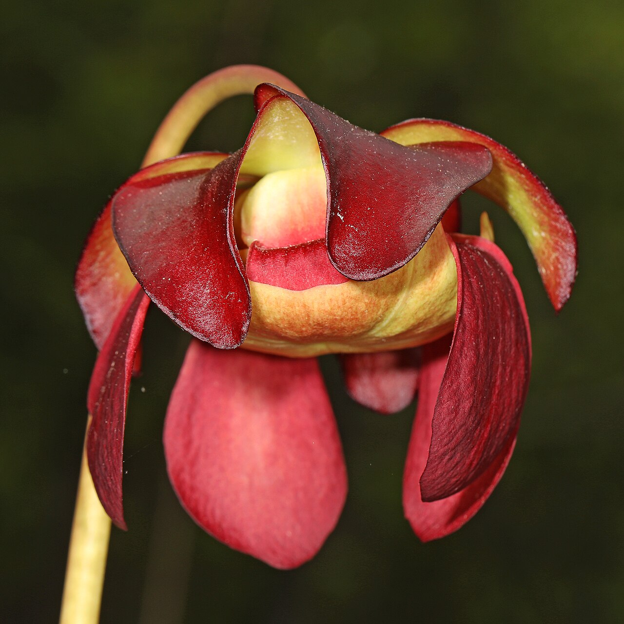 Purple Pitcher Plant (Sarracenia purpurea) - PlantNative.org Close-up of a single deep maroon-red Purple Pitcher Plant (Sarracenia purpurea) flower showing its drooping petals and umbrella-shaped central style