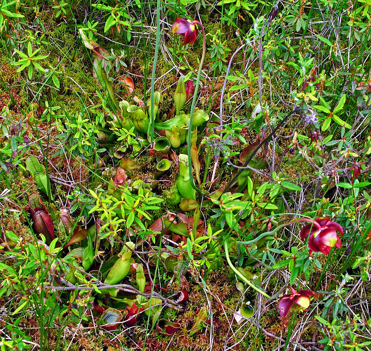 Purple Pitcher Plant (Sarracenia purpurea) - PlantNative.org A clump of Purple Pitcher Plant (Sarracenia purpurea) growing in a sphagnum bog, with curved green-and-maroon pitcher leaves and nodding dark red flowers