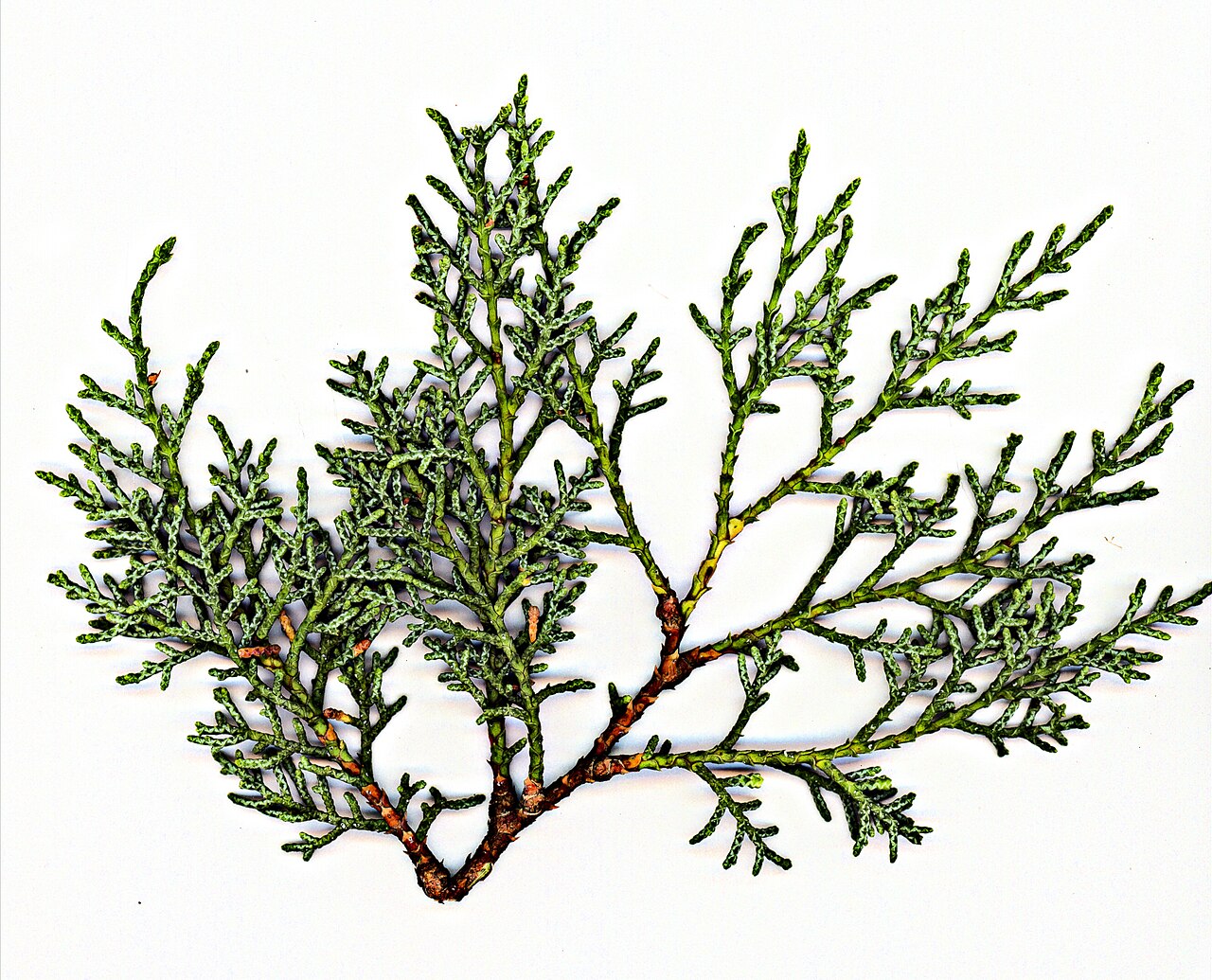 Piute Cypress (Cupressus nevadensis) - PlantNative.org Pressed specimen branch of Piute cypress (Cupressus nevadensis) showing gray-green scale-like foliage pattern